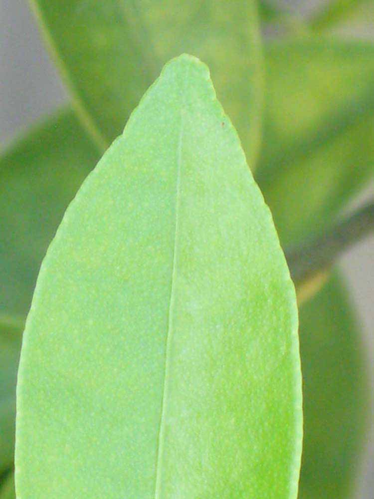              Margin (Winter Haven, FL)       